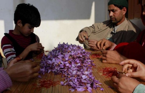 People busy plucking saffron flowers in Pampore of Jammu and Kashmir's Pulwama district. The ravaging flood that hit the state earlier this year has affected saffron production. 