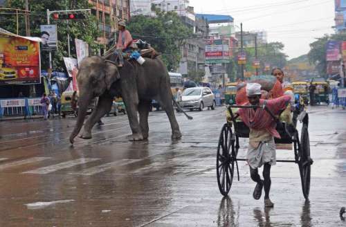 An elephant walks on a road in Kolkata on Sept. 21, 2014. (Photo: Kuntal Chakrabarty/IANS)