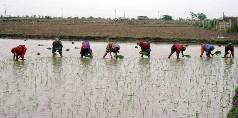 Laborers transplant paddy saplings in a field located on the outskirts of Ahmedabad 