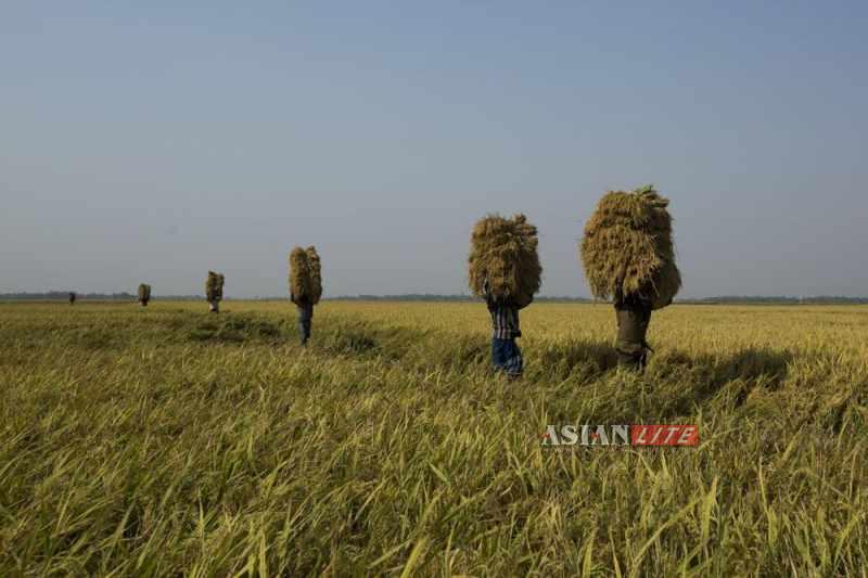 paddy field