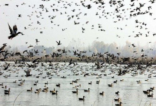 Migratory birds arrive at Hokersar wetland, near Srinagar.