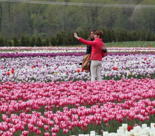 Tourists take selfie among the tulips in Fraser Valley of Canada's British Columbia, on April 10, 2015. More than 30 acres of farmland has been planted with 25 varieties of tulips and millions of bulbs in Fraser Valley. The two-week-long Tulip of the Valley Festival attracts thousands of visitors each year since 2006