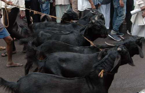 Goats on Kolkata roads 