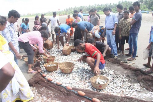 The ramponkars -â?? fishermenâ?? belonging to a traditional fishing community with their catch on Caranzalem beach, Goa, on Sept 18, 2014. (Photo: IANS)