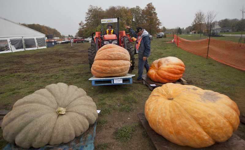 Giant pumpkins