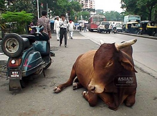 Cow-on-the-streets-of-India