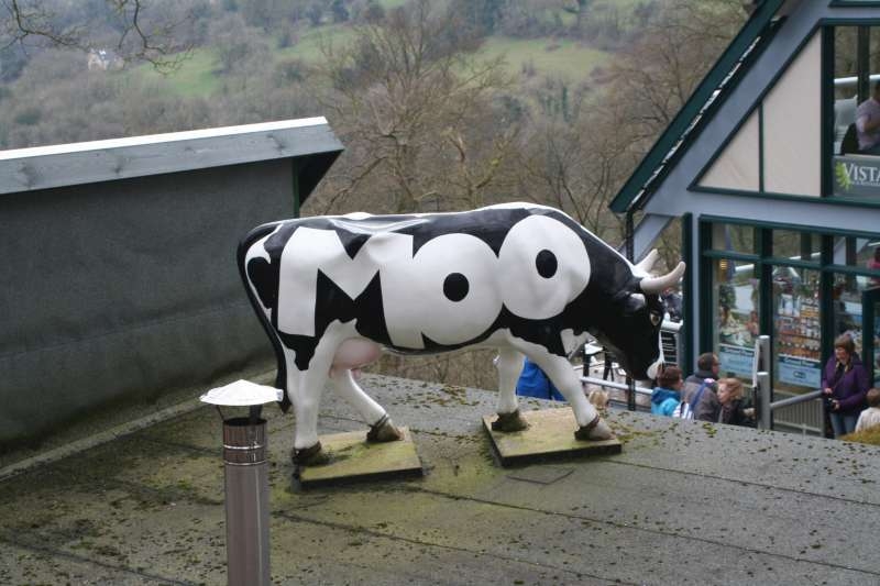 Moo-ving series of cow-on-the-run tales 