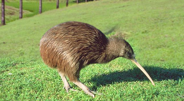 Kiwi