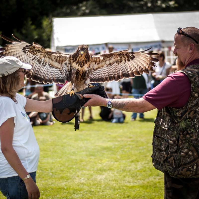 A falconer at the BEN annual Vintage and Classic Car Rally (File)