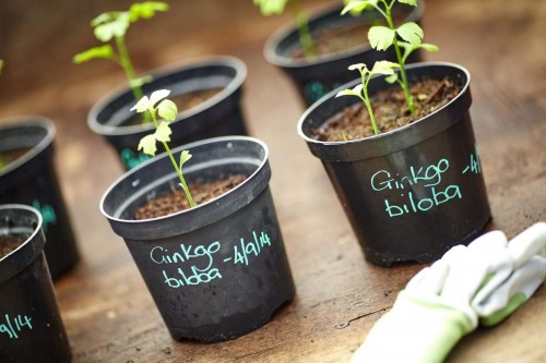 Hulme Community Garden Centre is the first place in the UK to grow a Gingko seed for the mother tree in Hiroshima. After the bomb the area was devastated but seeds formed in the ground around, and they are being distributed around the world, part of the Mayors for peace project that will see the new seeds donated to local schools. Pictured the seeds starting to grow in Hulme