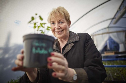 Hulme Community Garden Centre is the first place in the UK to grow a Gingko seed for the mother tree in Hiroshima. After the bomb the area was devastated but seeds formed in the ground around, and they are being distributed around the world, part of the Mayors for peace project that will see the new seeds donated to local schools. Pictured Manchester Lord Mayor cllr Susan Cooley with one of the first seeds to grow