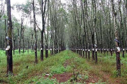 rubber plantations