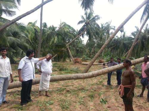 Uprooted trees in Srikakulam district of Andhra Pradesh through which cyclone Phalin passed last evening, on Oct. 13, 2013.FILE PHOTO