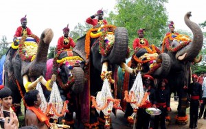 The first batch of five elephants Balarama, Abhimanya, Arjuna, Mary, Varalakshmi lead the traditional 'Gaja Payana' or the march of elephants from Veeranahosahalli to Mysore Palace, in Mysore on Aug 14, 2014. (Photo: IANS)