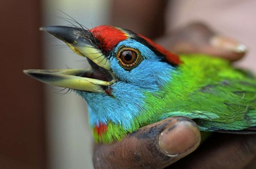 An unknown bird caught from the jungles of North Tripura on April 25, 2014. Even though catching birds is illegal in India it is rampantly practiced in the state. (Photo: IANS)