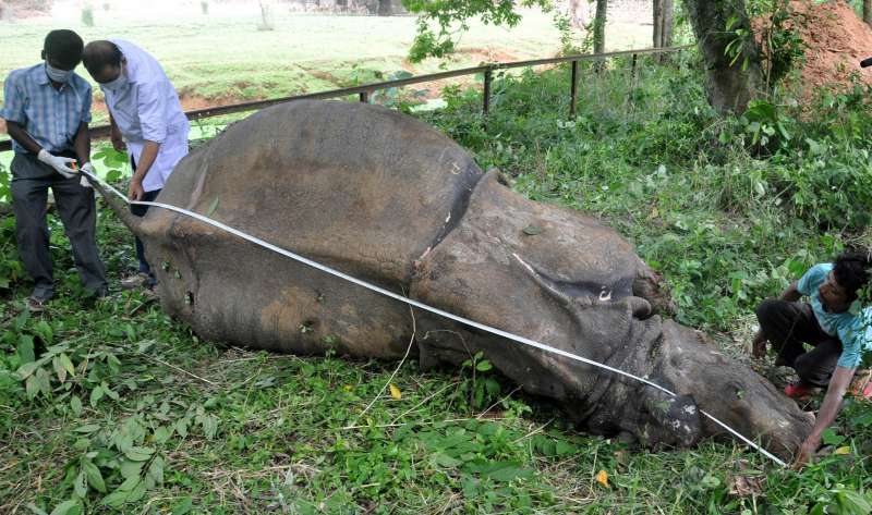 Doctors and zoo officials examine the body of a 40-year-old female one horned Rhino at Assam State Zoo premises in Guwahati, on Sept. 18, 2014. (Photo: IANS)