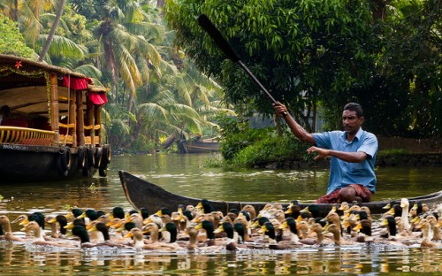 kerala ducks