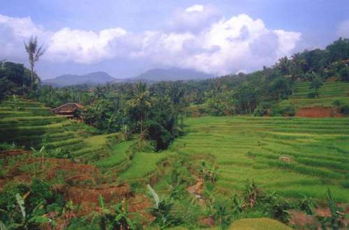 paddy field