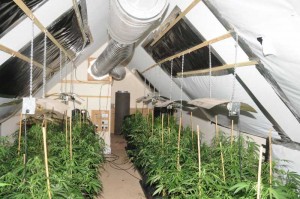 salford cannabis farming