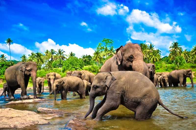 Elephant Animals