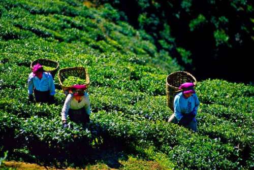 tea plantation