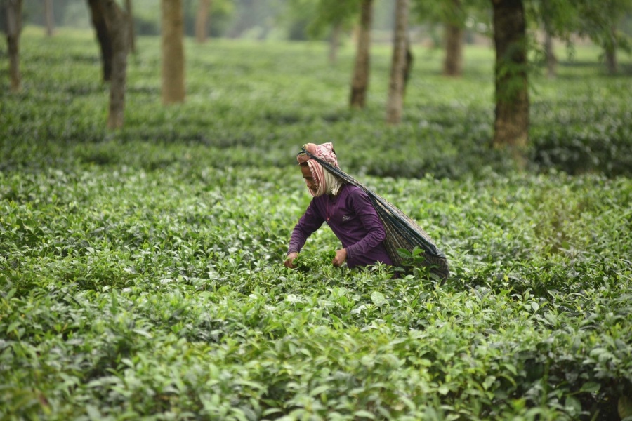 Tea garden. (File Photo: IANS) by . 